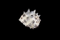 藏品(白齒岩螺)的圖片